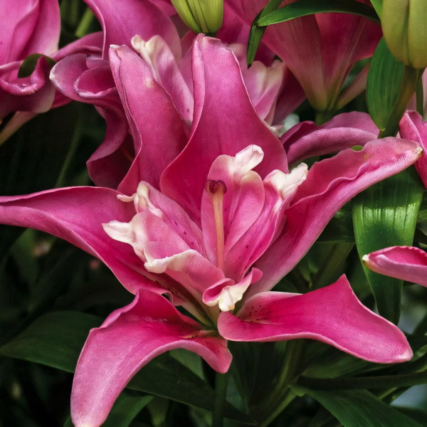 Луковицы  Лилия азиатская Candy Blossom (Кэнди Блоссом) (3шт.)