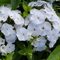 Саженцы Флокс Zoë (Зои)