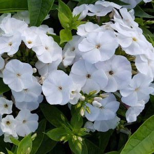 Саженцы Флокс Zoë (Зои)