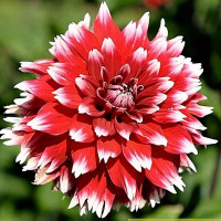 Саженцы Георгина декоративная Double Jeu (Дабл Жу)