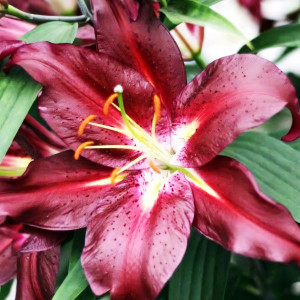  Лилия восточная Commitment (Коммитмент)