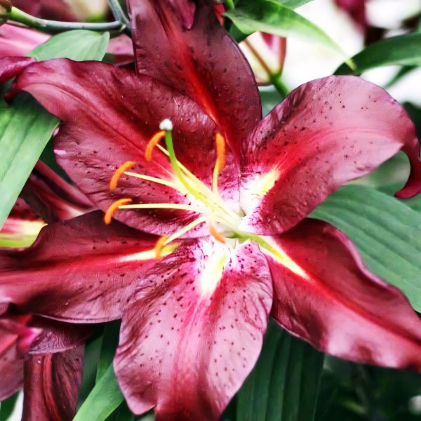 Луковицы  Лилия восточная Commitment (Коммитмент) (3шт.)