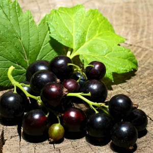 Саженцы Смородина чёрная Ядреная