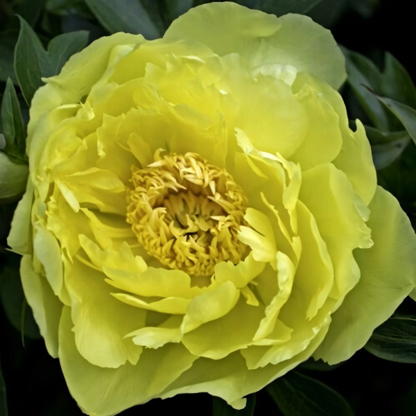 Саженцы Пион Yellow Doodle Dandy (Йеллоу Дудл Денди)