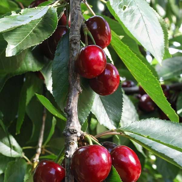 Саженцы Вишня Встреча