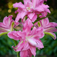 Луковицы  Лилия восточная Lotus Wonder ( Лотус Уандер) (3шт.)