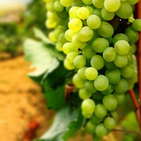Саженцы Виноград Ритон