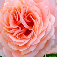 Саженцы Роза парковая Шлосс Ойтин