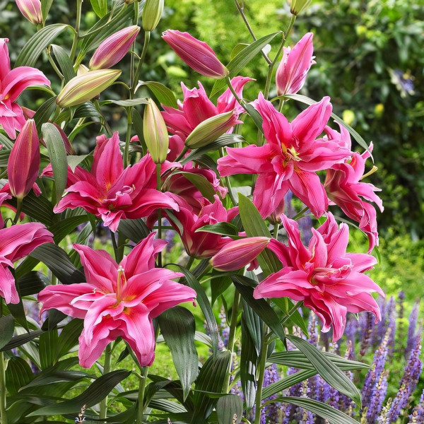 Луковицы  Лилия махровая восточная Roselily Elena (Розели Елена) (3шт.)