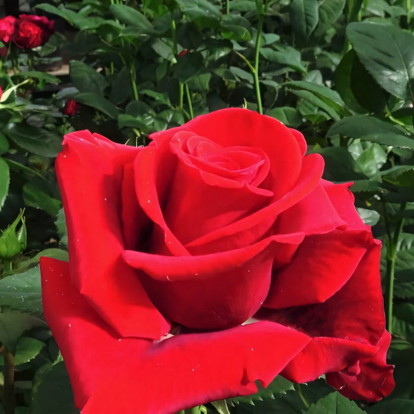 Саженцы Роза флорибунда Валентина