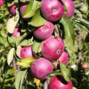 Саженцы Яблоня колоновидная Есения