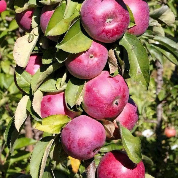 Саженцы Яблоня колоновидная Есения
