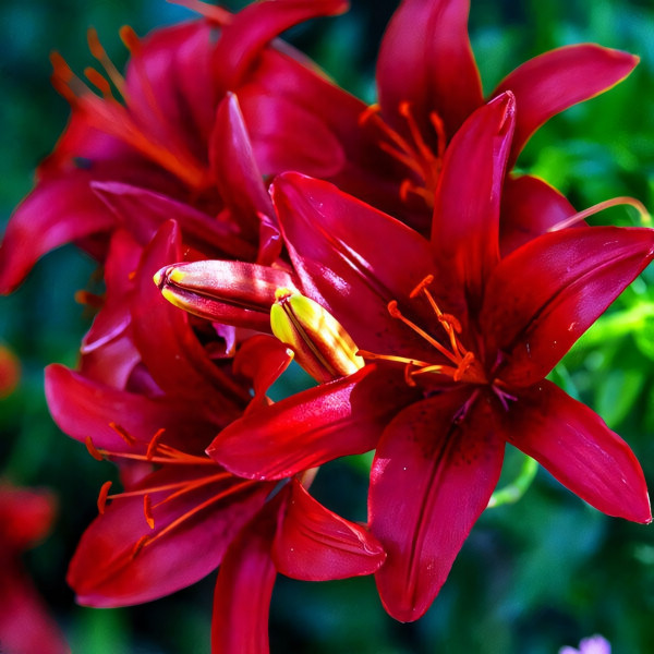 Луковицы  Лилия азиатская Tiny Comfort (Тайни Комфорт) (3шт.)