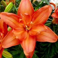 Луковицы  Лилия азиатская Ceb Latte (Кеб Латте) (3шт.)