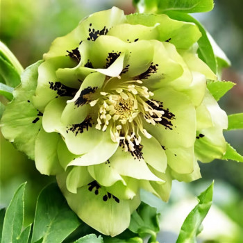 Морозник Дабл Эллен Грин 