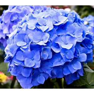 Гортензия крупнолистная Bodensee (Боденси)
