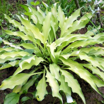 Саженцы Хоста Pineapple Upsidedown Cake (Пайнэпл Апсайд Кейк) М