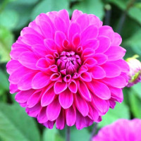 Саженцы Георгина Cartouhe