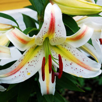 Луковицы  Лилия восточная Garden Party (Гарден Пати) (3шт.)