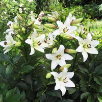 Луковицы  Лилия ЛА гибрид Litouwen (Литва) (3шт.)