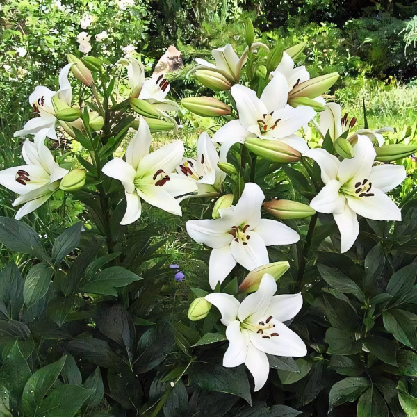 Луковицы  Лилия ЛА гибрид Litouwen (Литва) (3шт.)