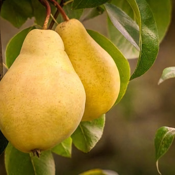 Саженцы Груша Сеянец Киффера
