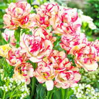 Луковицы Тюльпан многоцветковый Белиция (в упаковке - 3шт.)