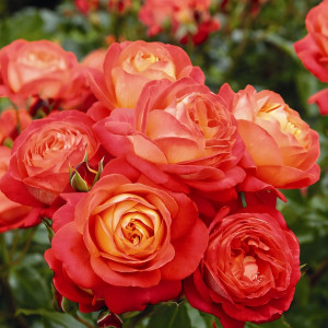 Саженцы Роза флорибунда Мидсаммер