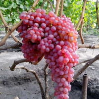 Саженцы Виноград кишмиш Мечта