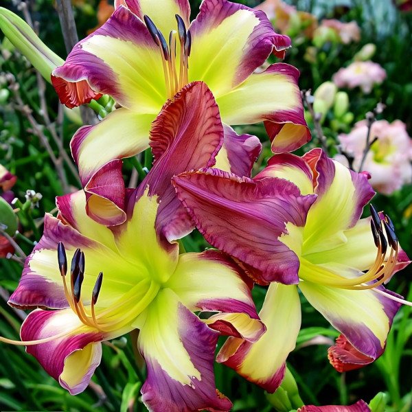 Саженцы Лилейник Jungle Queen (Джангл Квин)