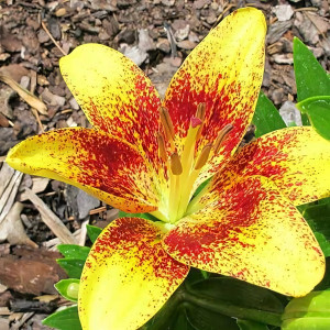  Лилия азиатская Tiny Nugget (Тайни Наггет)