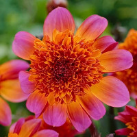 Саженцы Георгина анемоновидная Floorinoor (Флоринор)