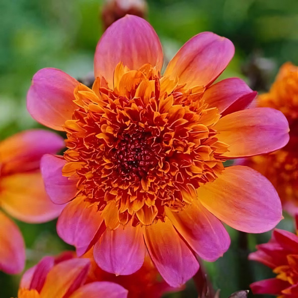 Саженцы Георгина анемоновидная Floorinoor (Флоринор)