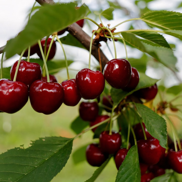 Саженцы Черешня Бычье Сердце