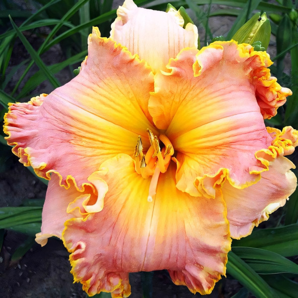 Саженцы Лилейник Spacecoast Starburst (Спэйскоат Старбаст)