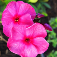 Саженцы Флокс  Матронушка