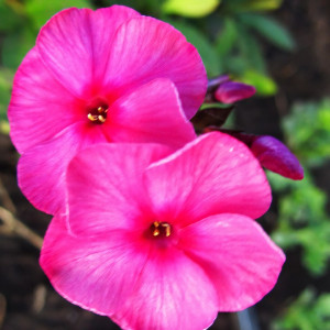 Саженцы Флокс  Матронушка