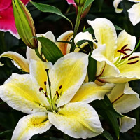 Луковицы  Лилия восточная Suncatcher (Санкетчер) (3шт.)