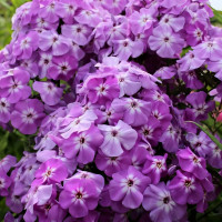 Саженцы Флокс метельчатый Goliath (Голиаф)