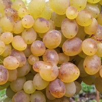 Саженцы Виноград кишмиш Венгерский