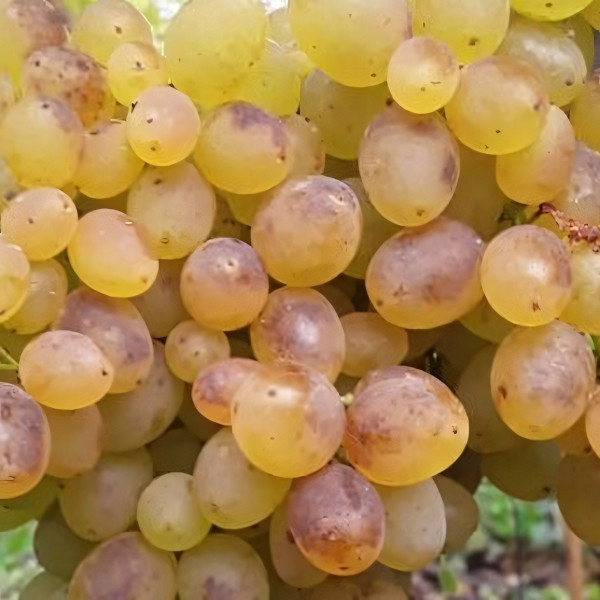 Саженцы Виноград кишмиш Венгерский