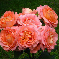 Саженцы Роза флорибунда Вивьен Вествуд