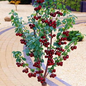 Саженцы Вишня колоновидная Ашинский гибрид