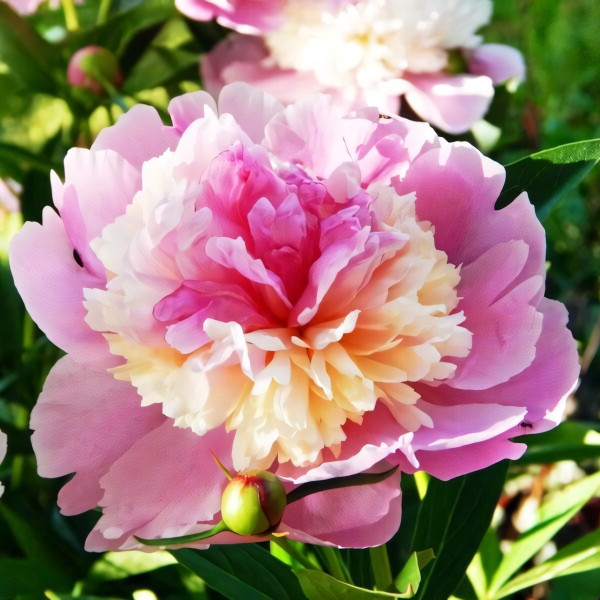 Саженцы Пион Sorbet (Сорбет)