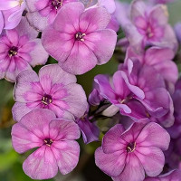 Саженцы Флокс Magic Blue (Меджик Блю)