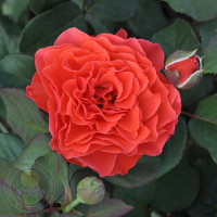 Саженцы Роза парковая Эклат де Кораил