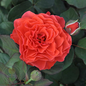 Саженцы Роза парковая Эклат де Кораил