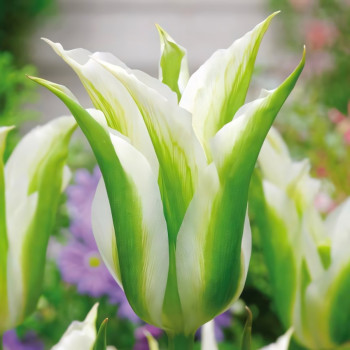 Тюльпан зеленоцветный Уайт Спринг Грин (в упаковке - 3шт.)