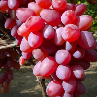 Саженцы Виноград кишмиш красный