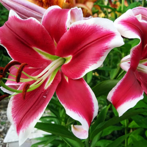  Лилия ОТ гибрид Miss Marple (Мисс Марпл)